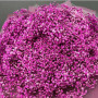Букет из 51 розовой гипсофилы — вид 4